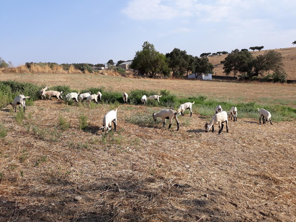 Herdade Dos Mestres Terena Exteriér fotografie